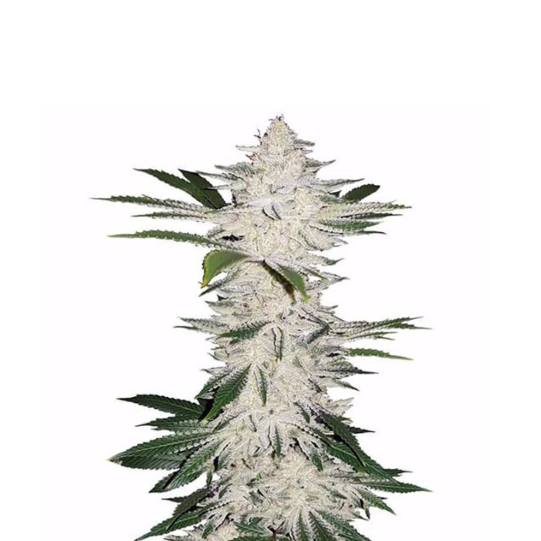 Alienz USA Original Autoflower — 3
