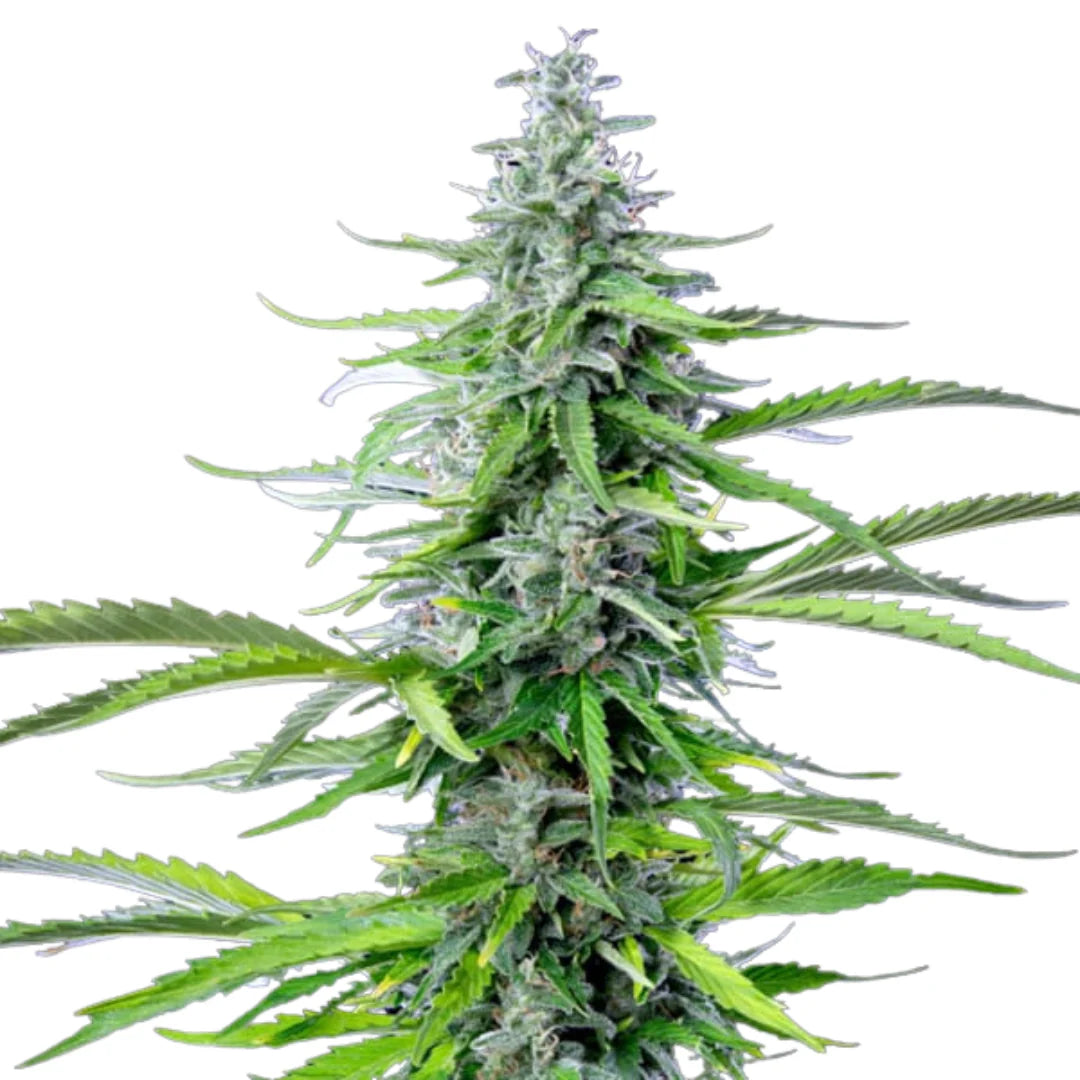 Amnesia GS Cookies Autoflower — 3