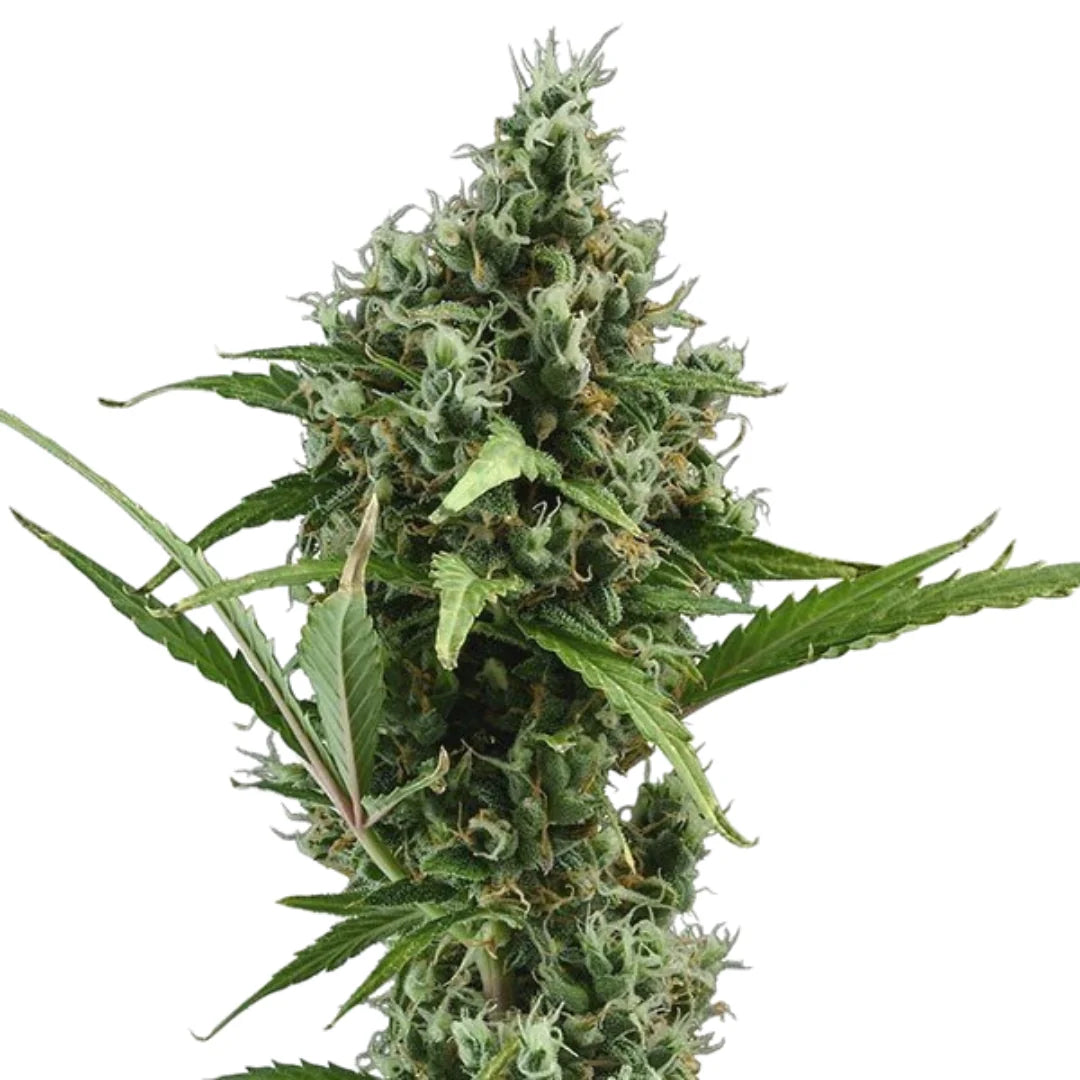 Amnesia Autoflower — 3