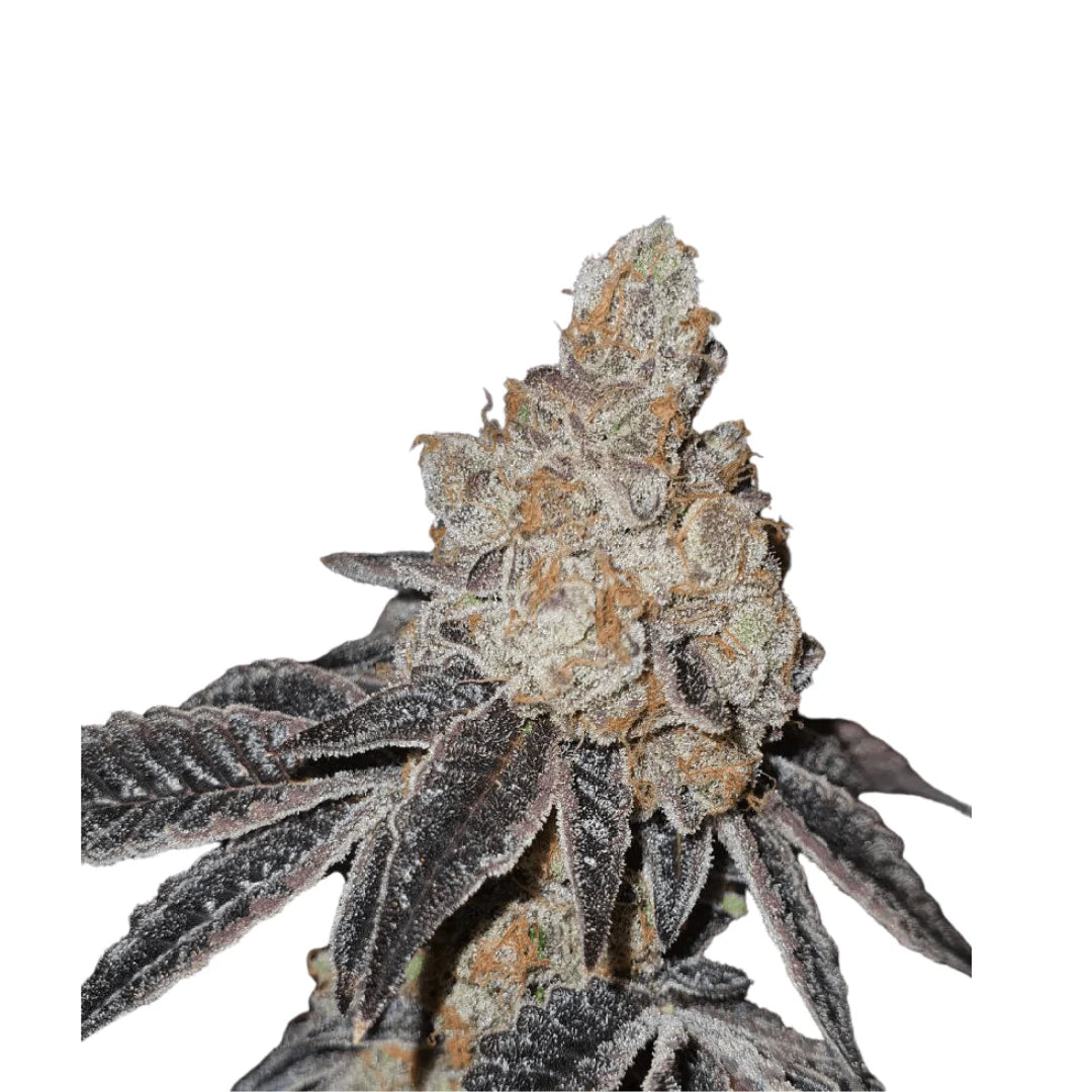 Black Cherry Punch USA Original Femi. — 3