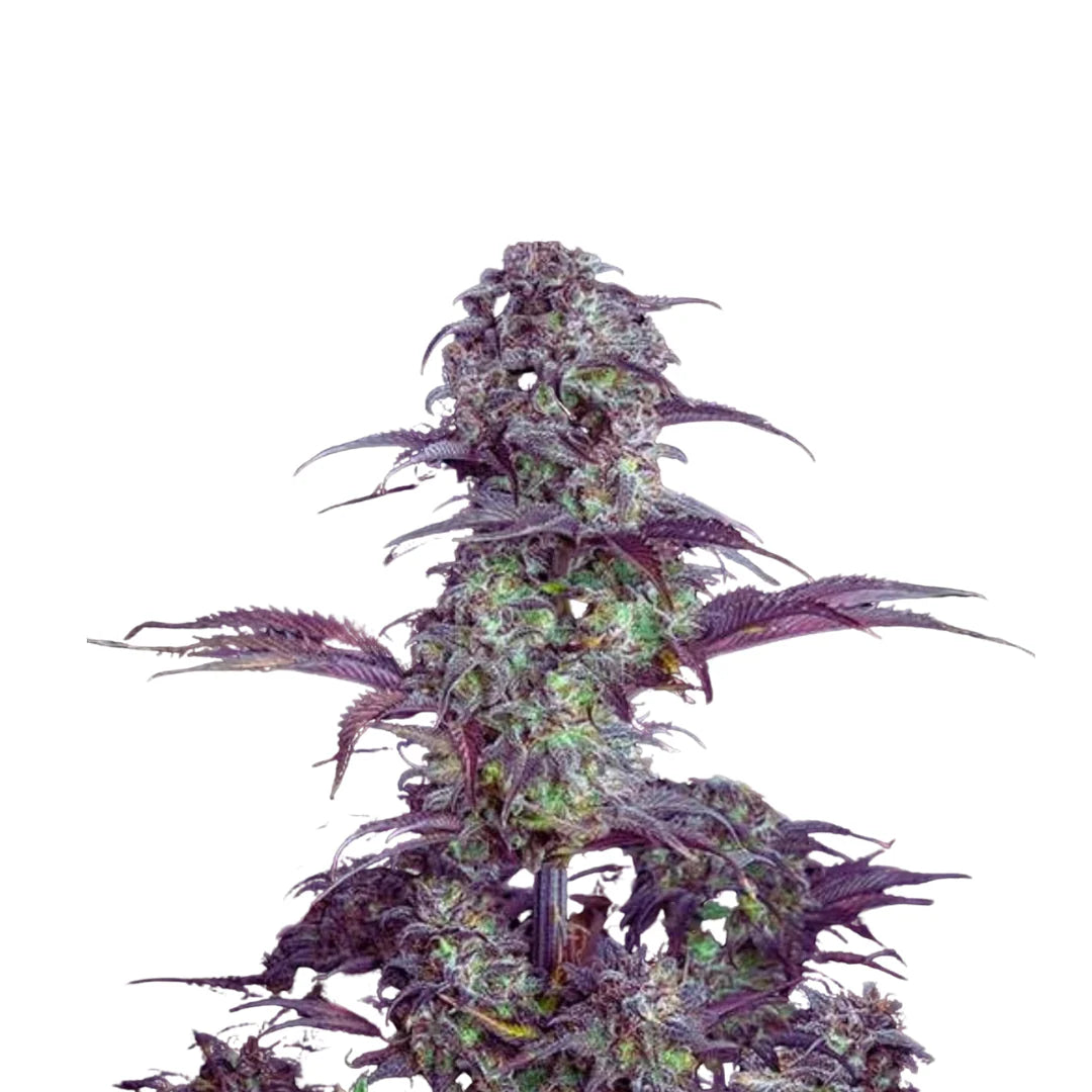 Blueberry Autoflower — 3