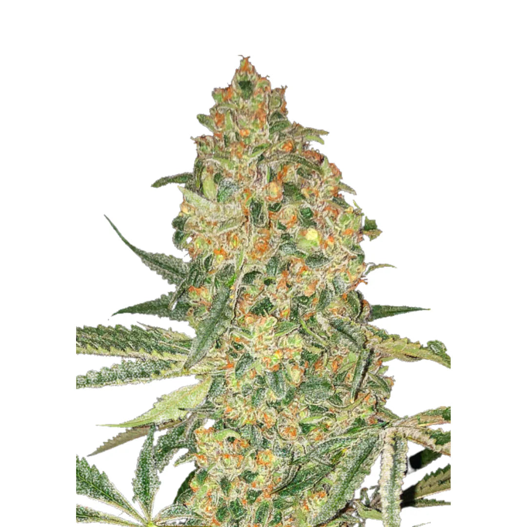 Bruce Banner Autoflower — 3