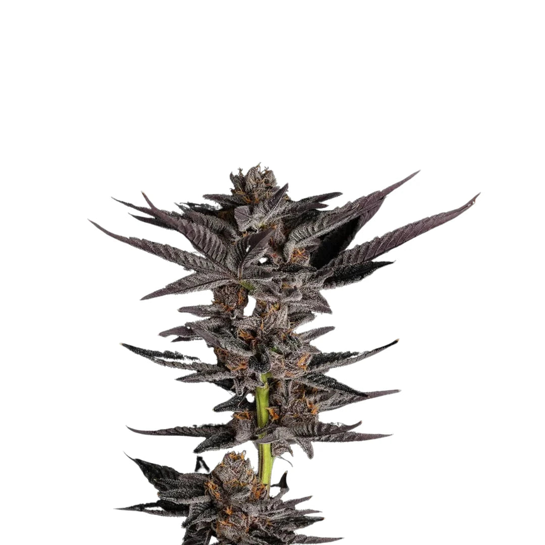 Critical Mass CBD Autoflower — 3