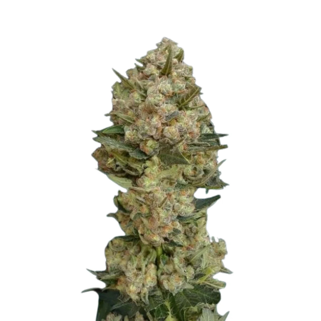 DoSiDos Autoflower — 3