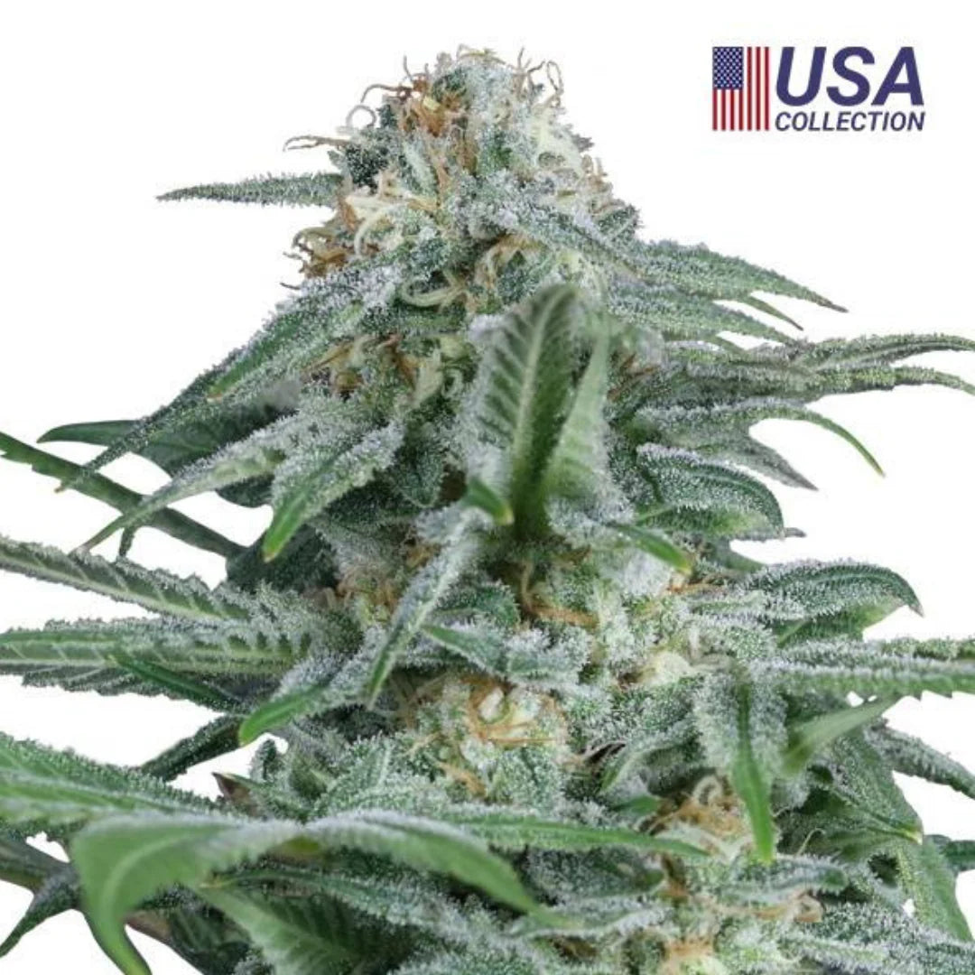 Gorilla Glue #4 Femi. — 3