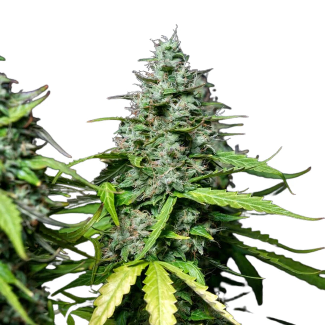 Gorilla Autoflower — 3