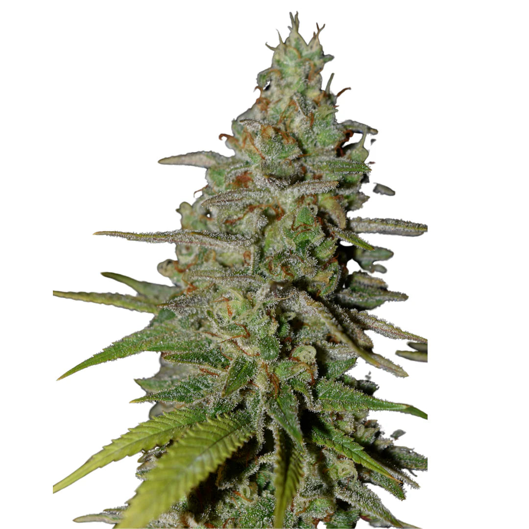 Lemon Kush Femi. — 3