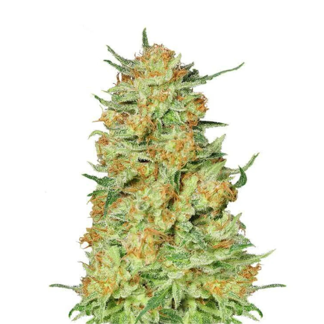 Northern Kush Femi. — 3