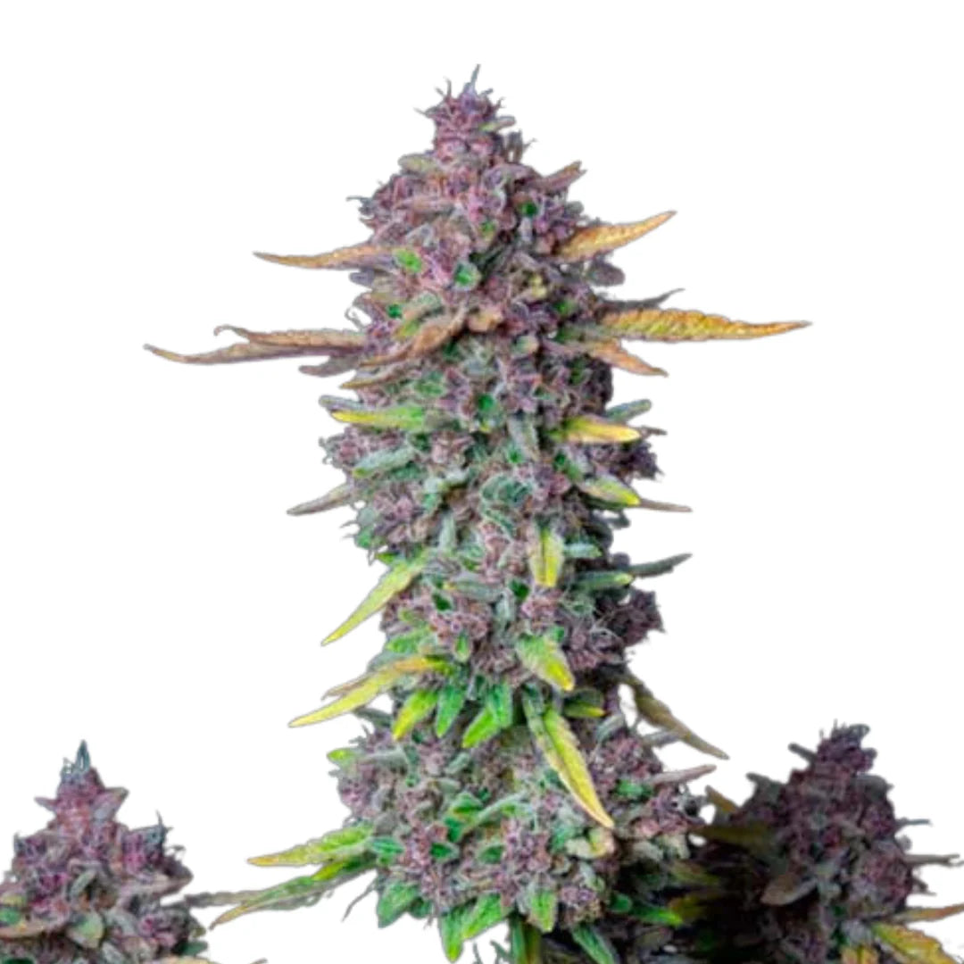 Purple Punch Autoflower — 3