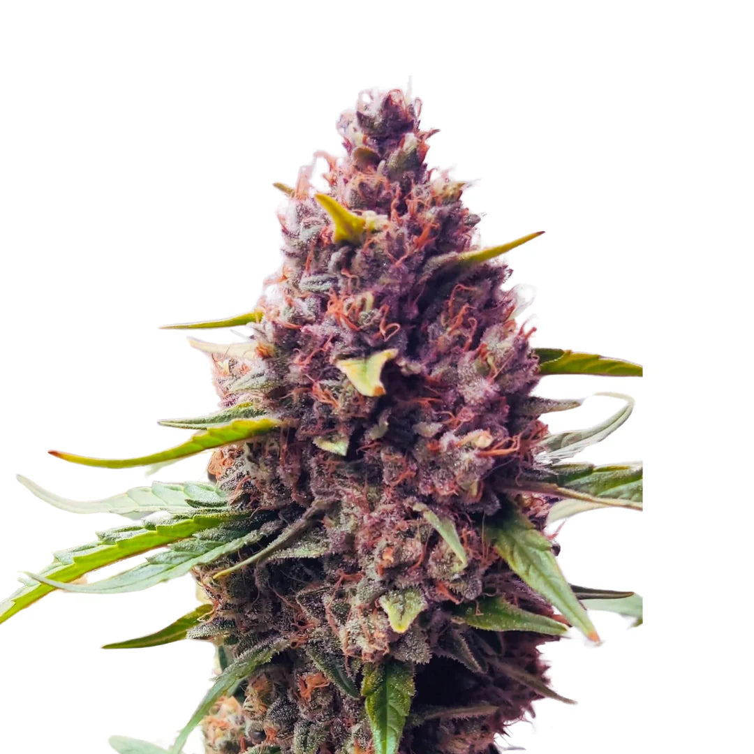 Purple Haze Femi. — 3