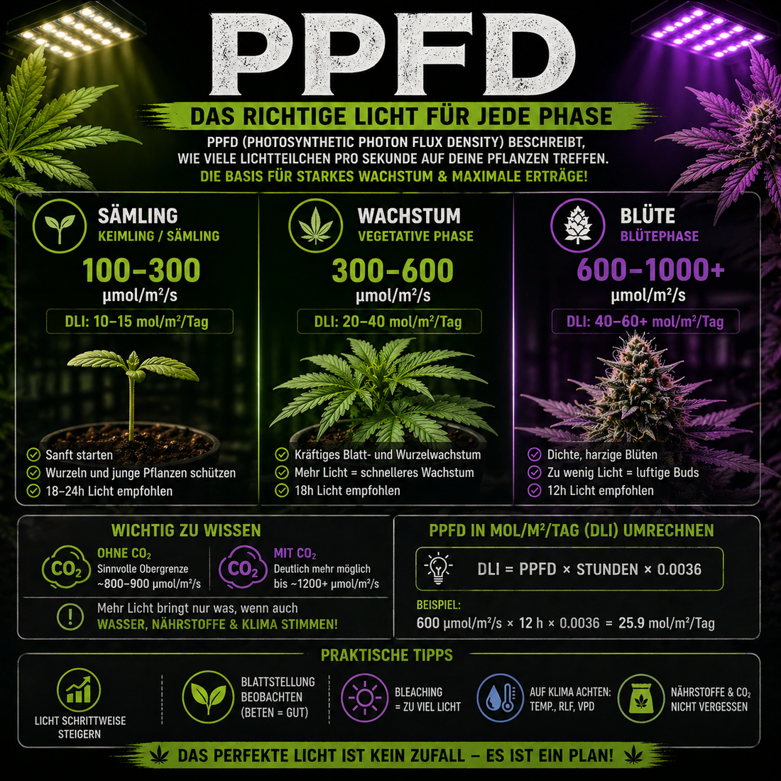 💡 PPFD erklärt – das richtige Licht für jede Phase 🌱🌿🌸