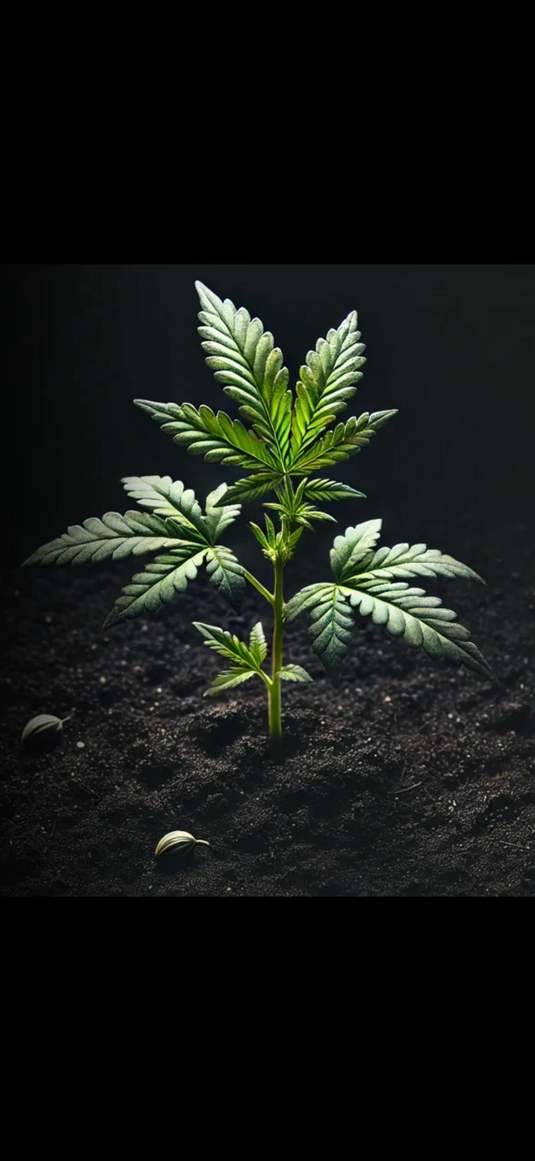 10 Gründe, warum Living Soil (lebendige Erde) die beste Wahl ist!