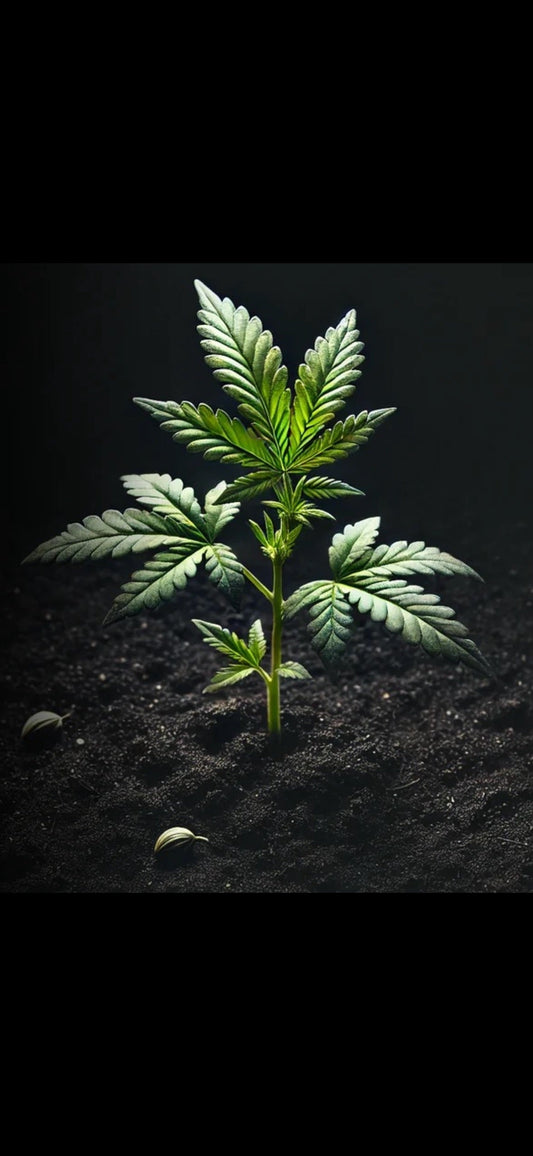 10 Gründe, warum Living Soil (lebendige Erde) die beste Wahl ist!