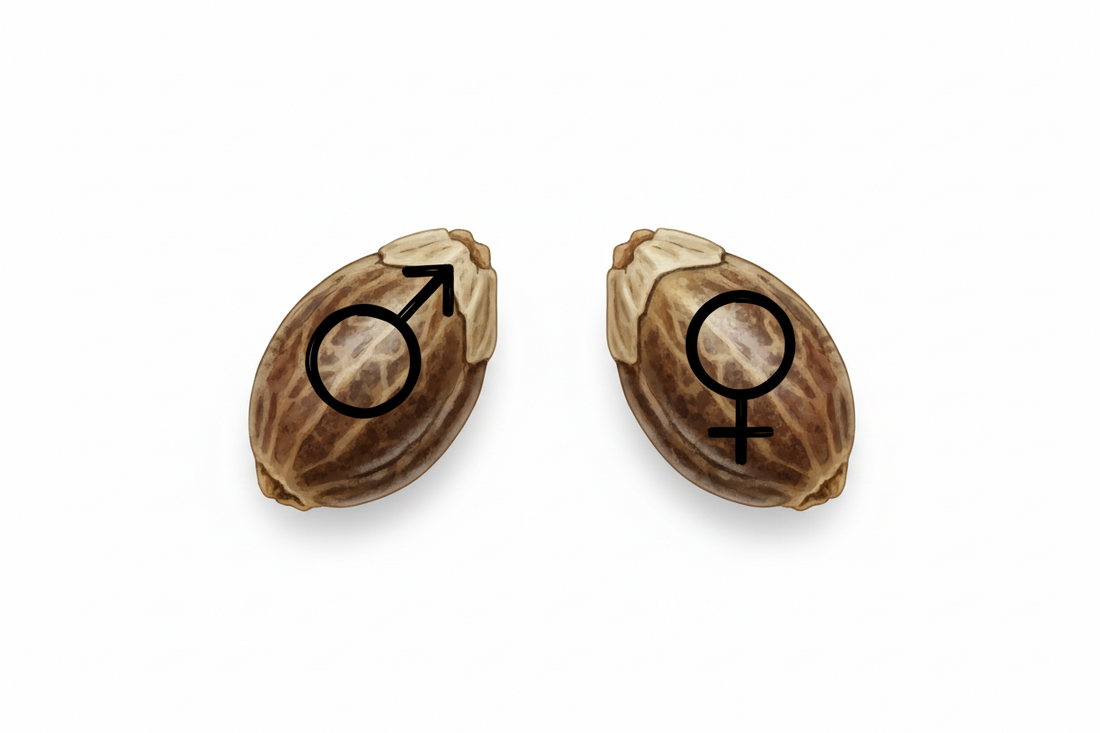 Cannabis-Samen feminisieren: Ist das nachträglich möglich?