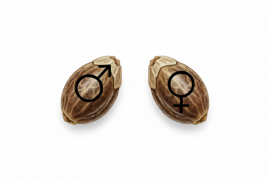 Cannabis-Samen feminisieren: Ist das nachträglich möglich?