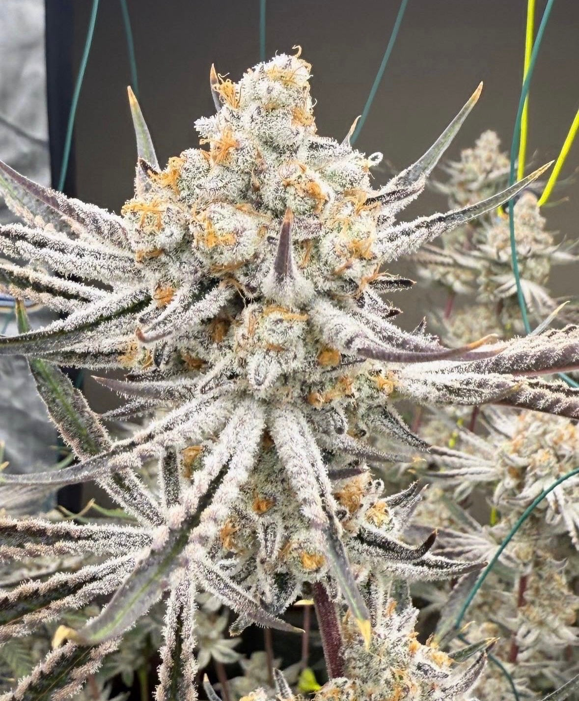 Steckling — Kush N‘Keyz R1