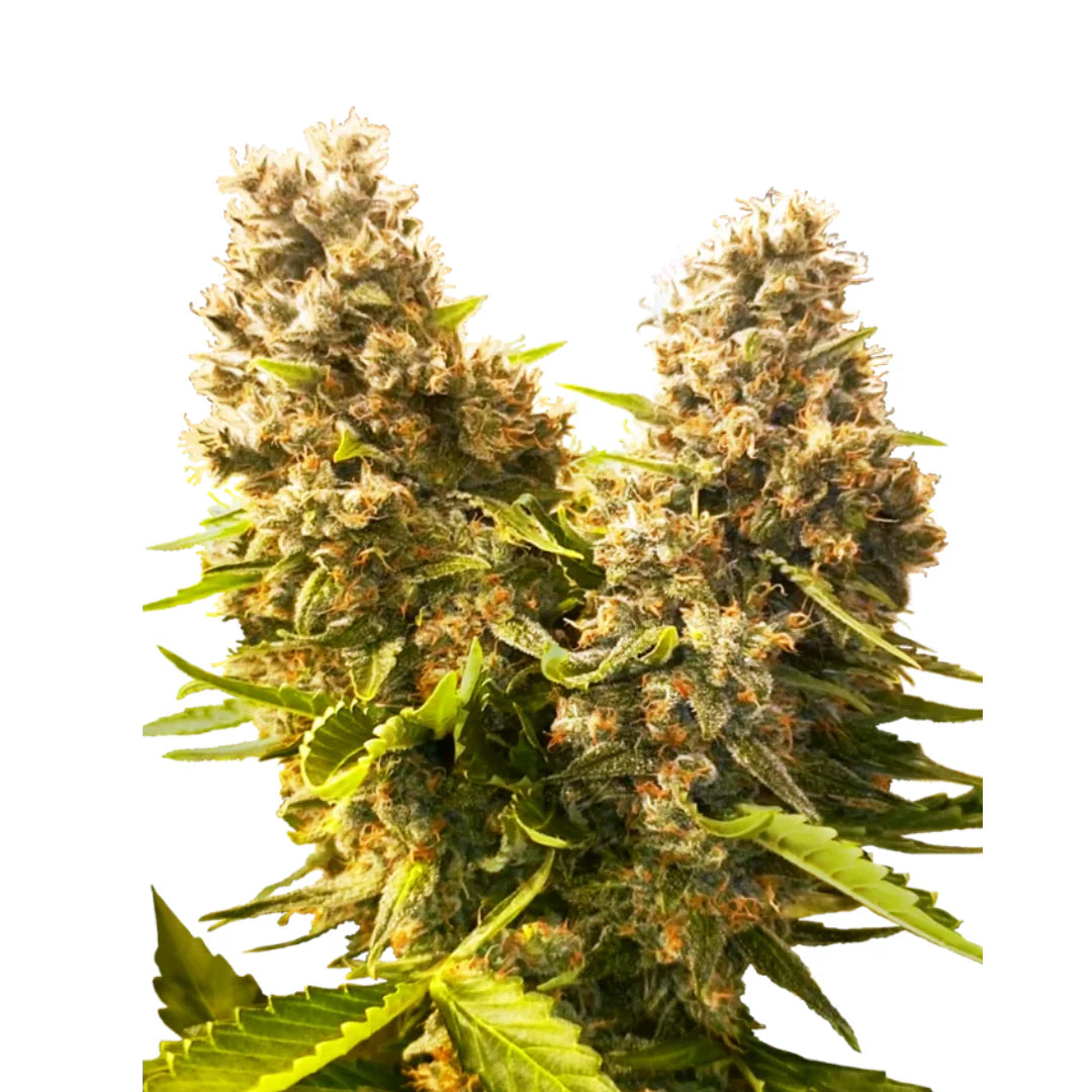 Banana Kush Femi. — 3