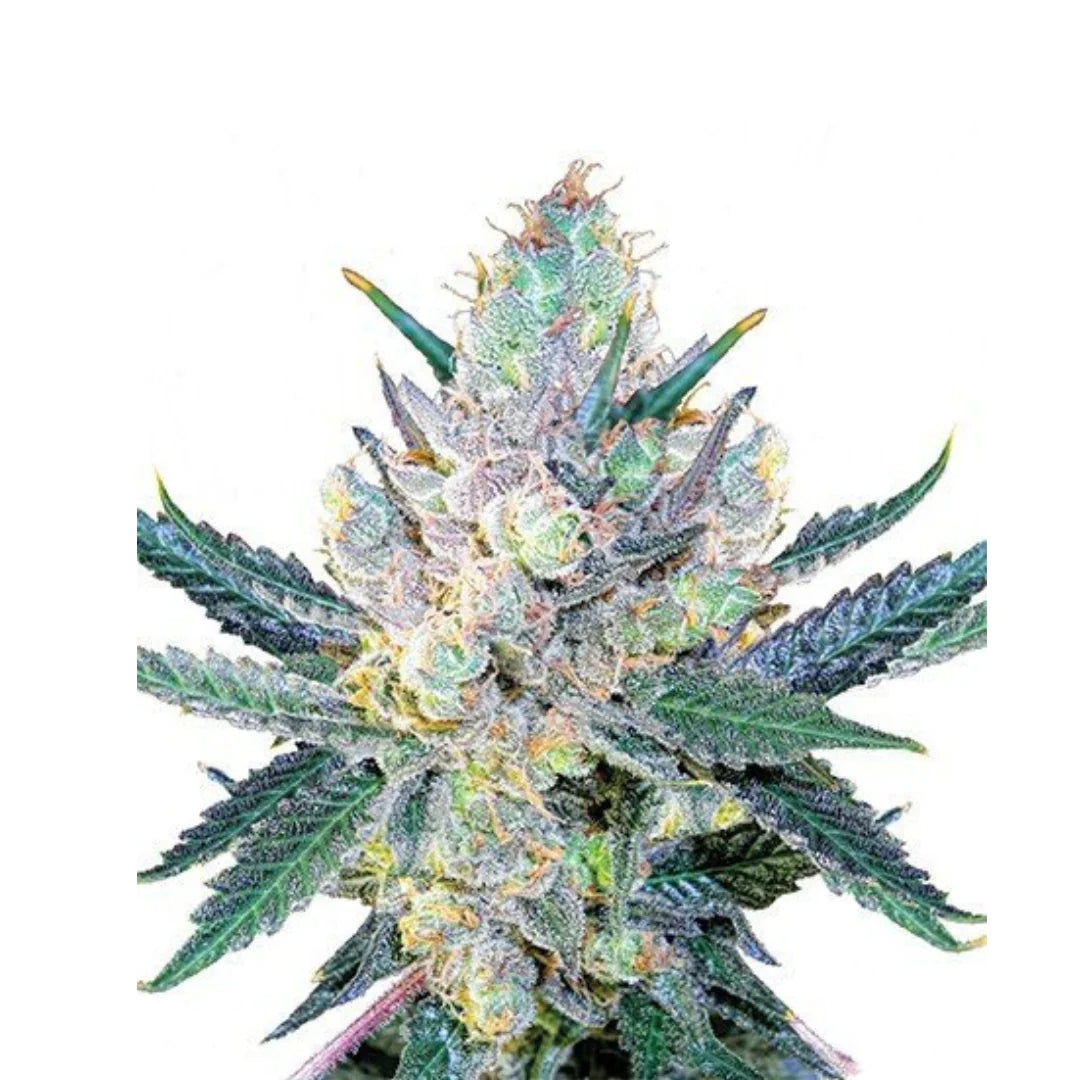 Blue Cheese Femi .— 3
