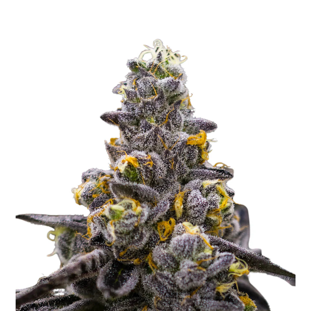 Cherry Pie Autoflower — 3