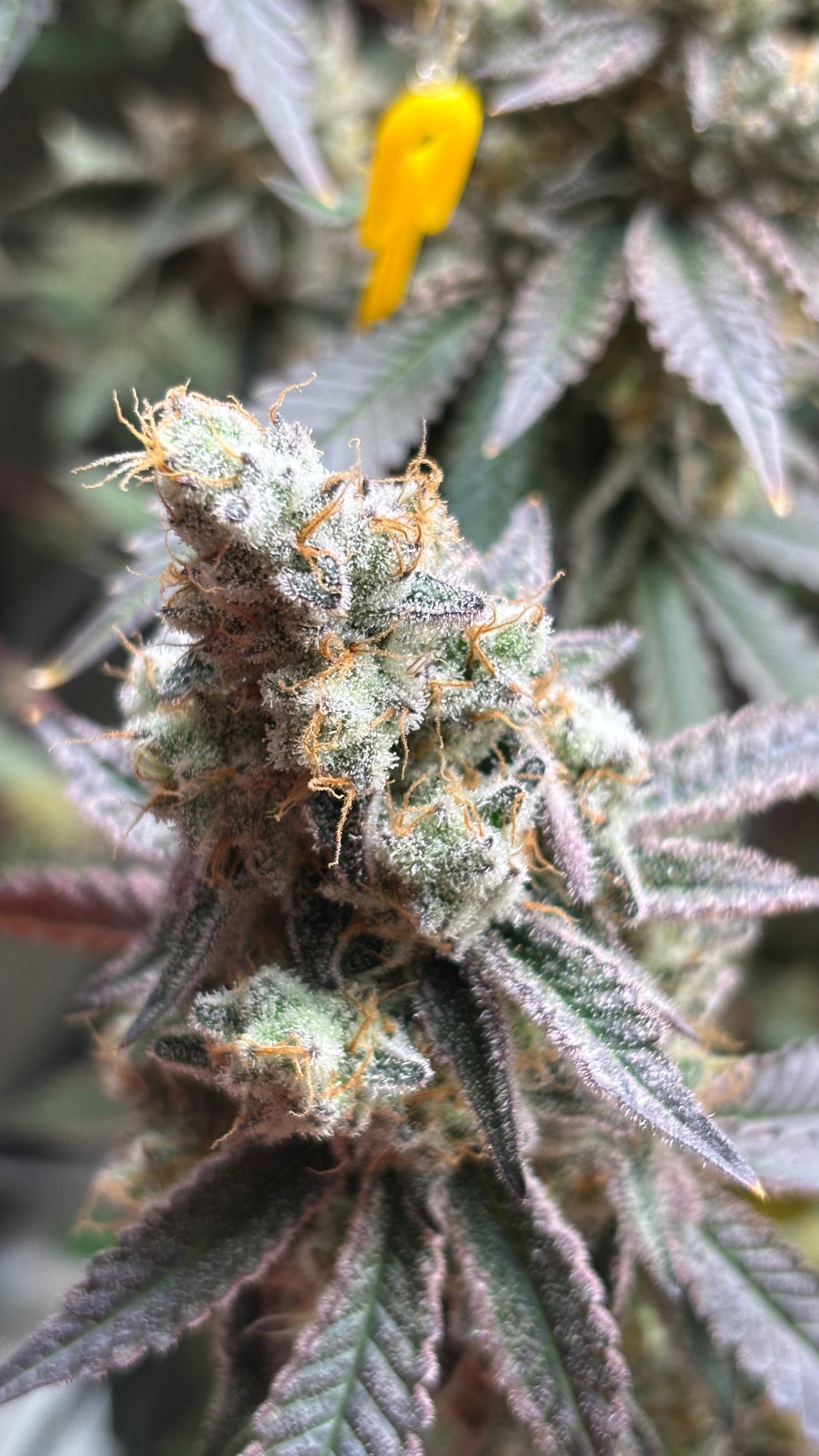 Steckling — Kush N‘Keyz R1