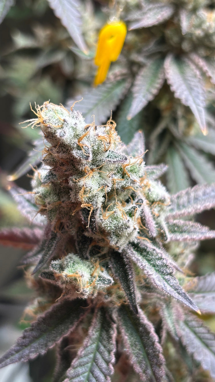Cutting — Kush'N'Keyz