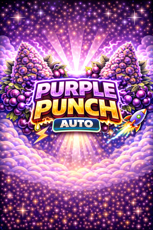 Purple Punch Autoflower — 3