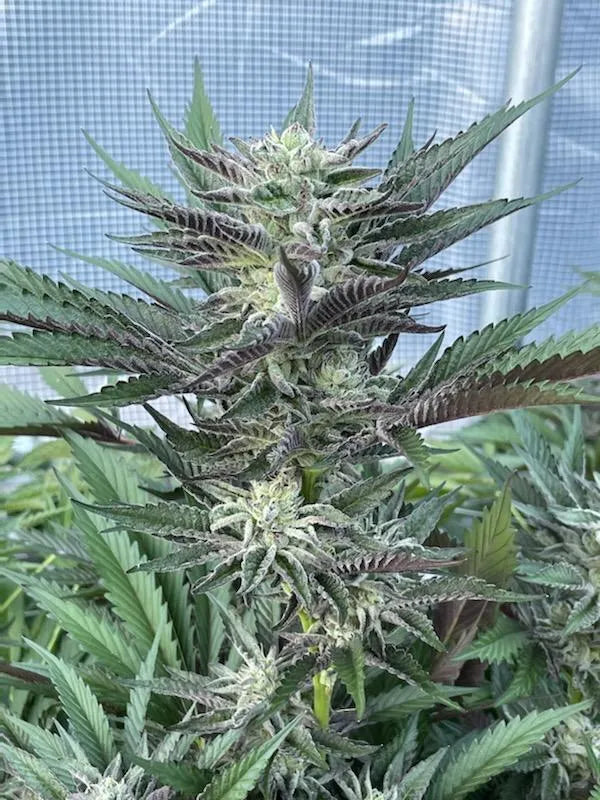 Cutting — Sweet Cherry Kush