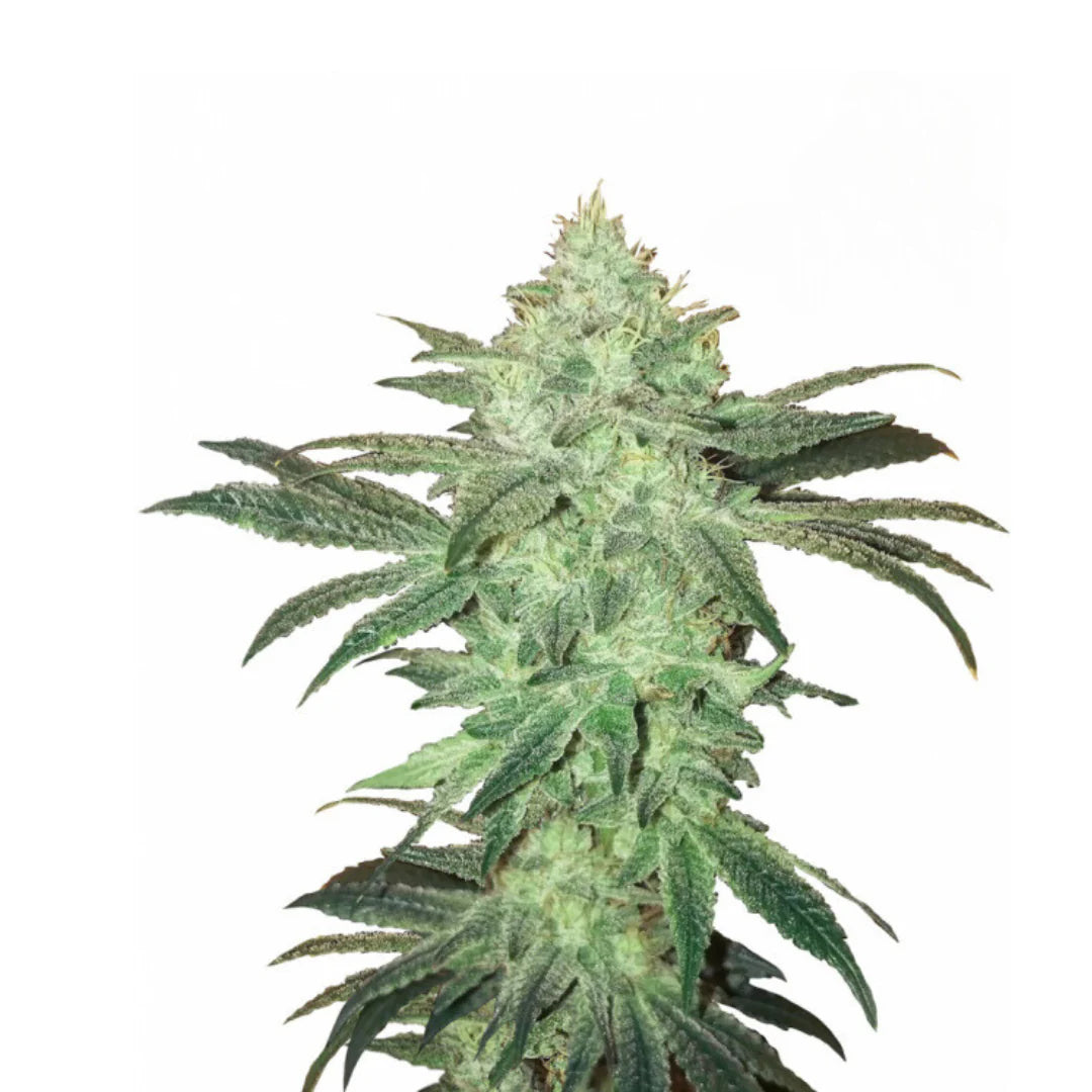 Magnum Autoflower — 3