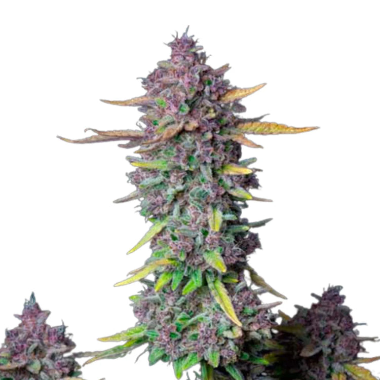 Purple Punch Autoflower — 3