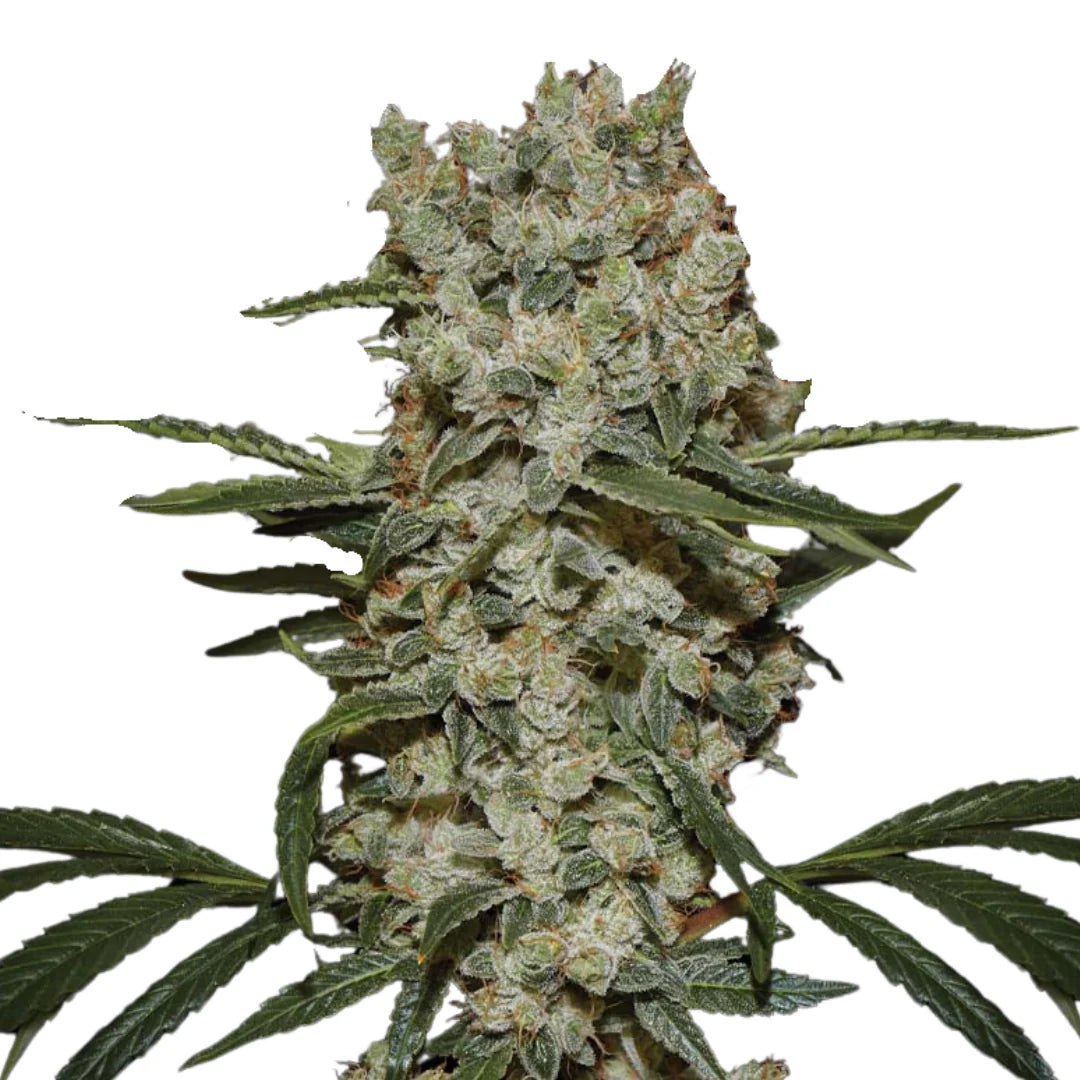Super Silver Haze Femi. — 3