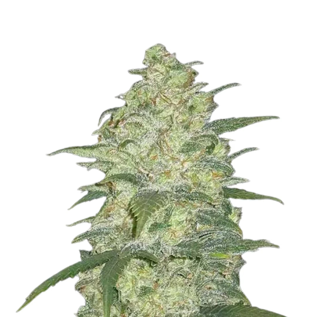 White Widow Autoflower — 3