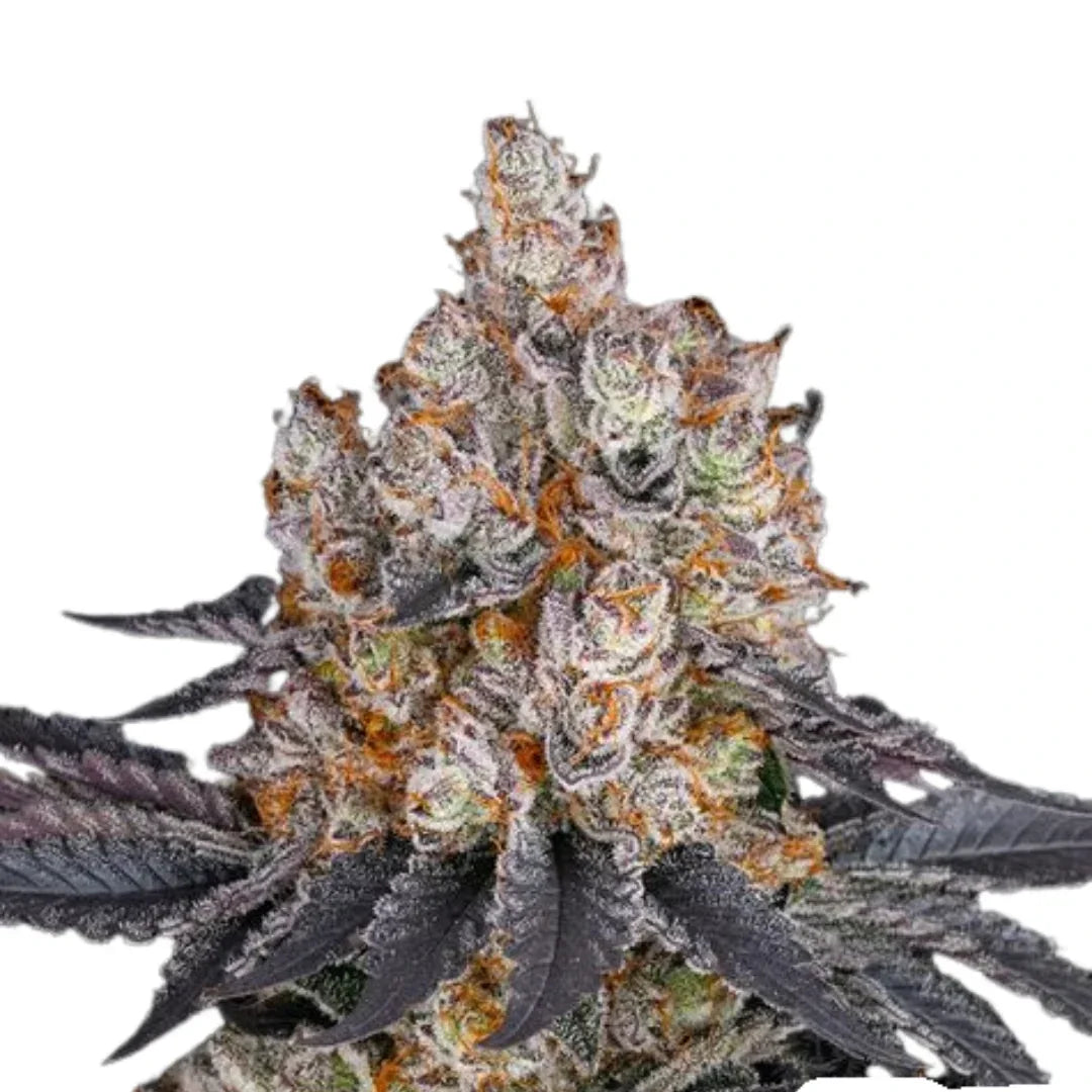Gelato Femi. —  3