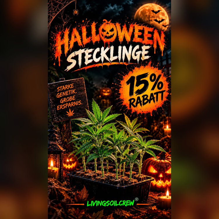 Halloween cuttings – 15% off